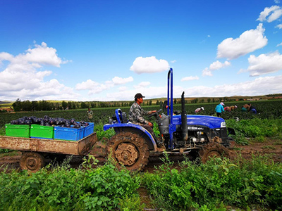 林西岳各庄绿色种植基地向北京供应蔬菜超过300吨