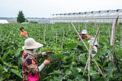 西咸新区 大葱种植产业化 助力新区农业发展