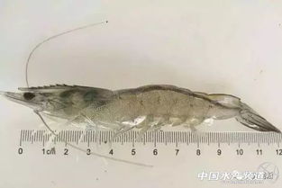 广东湛江出口中国今年首批输澳生虾 重量近达100吨