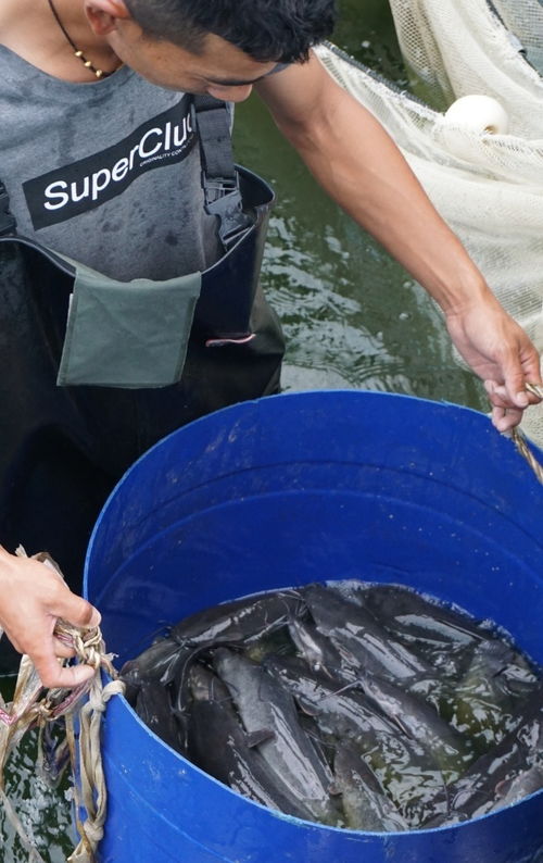 高原鱼虾 游进 寻常百姓家 珠海援藏力量填补西藏水产养殖产业化空白